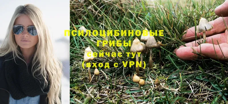 Галлюциногенные грибы Psilocybine cubensis Белореченск